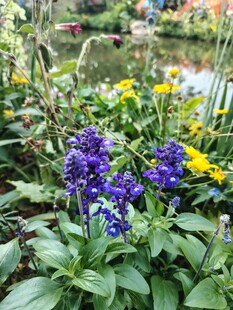 花园中多彩花卉绽放