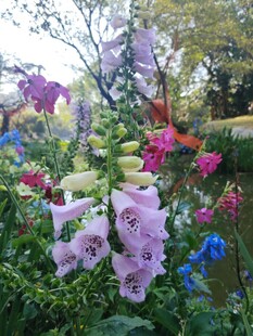 多彩花卉绽放花园美景