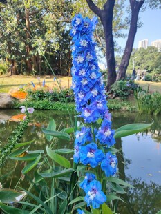 蓝花绽放于湖畔美景