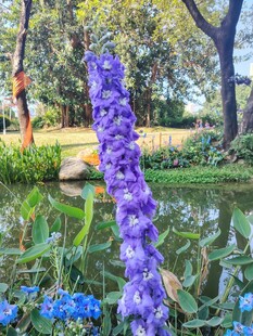 湖畔紫色花卉绽放美景