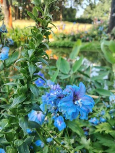 蓝花绽放于绿意之中