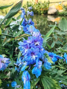 蓝花绽放于绿叶间