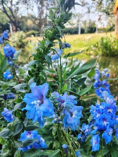 蓝花绽放于绿意盎然间