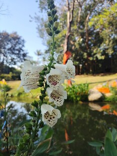 溪边绽放的白色美丽花朵