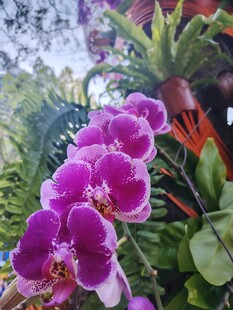 娇艳紫色蝴蝶兰绽放