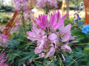 娇艳粉色花朵绽放