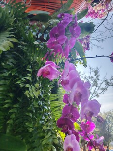 垂挂紫兰绽放于绿植间