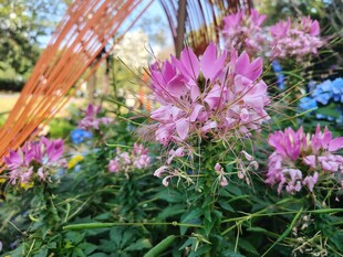 娇艳盛开的粉色花卉