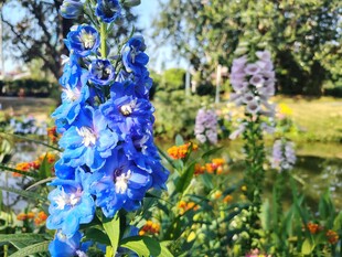 蓝花绽放于多彩花园