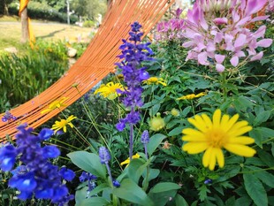 多彩花卉装点美丽花园