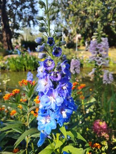 多彩羽扇豆花绽放花园