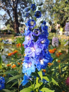 蓝花绽放于多彩花丛中