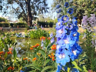 花园中绽放的多彩花卉