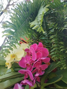 多彩兰花绽放于绿叶间