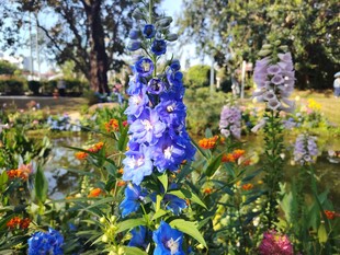 花园中绽放的多彩花卉