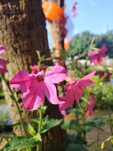 娇艳绽放的粉色花卉