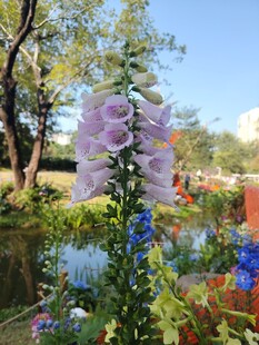 花园中绽放的美丽毛地黄花