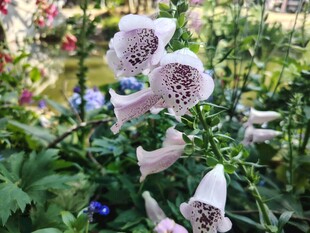 美丽毛地黄绽放于花丛中