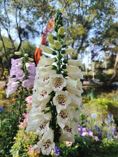 花园中绽放的多彩毛地黄