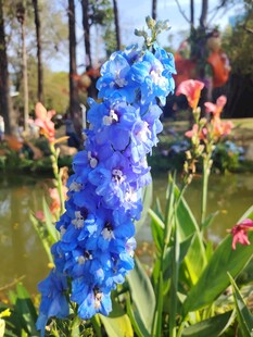 蓝花绽放于园林美景中