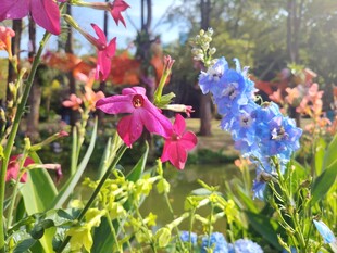 多彩花卉绽放于花园中