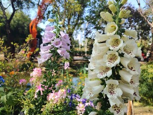 多彩毛地黄绽放花园