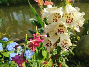 多彩花卉绽放于水边