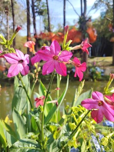 湖畔绽放的娇艳粉色花朵
