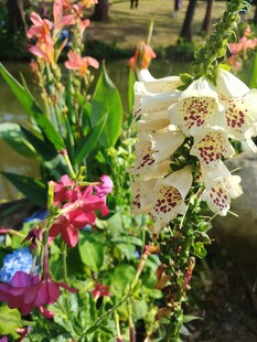 多彩花卉绽放美丽瞬间