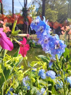 春日花园多彩花卉绽放