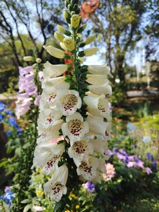 垂挂的白色优雅兰花绽放