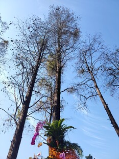 蓝天枯树旁的艳丽花卉
