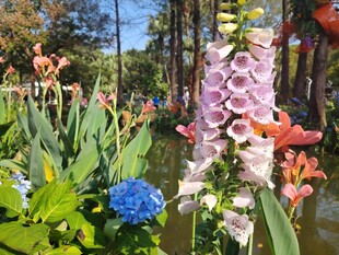 多彩花卉绽放美丽花园