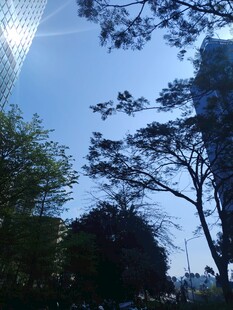 城市中树木与蓝天景象