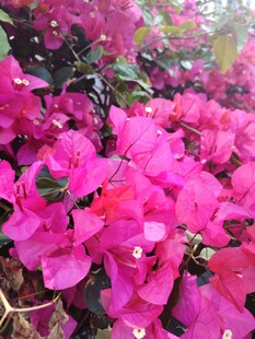 艳丽三角梅绽放