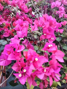 艳丽三角梅绽放