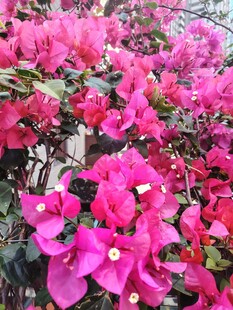 艳丽三角梅绽放