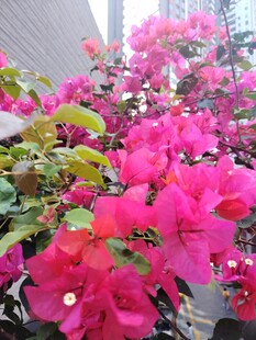 艳丽三角梅绽放