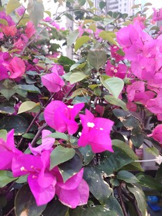 娇艳三角梅绽放