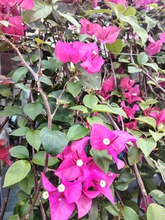 娇艳三角梅绽放