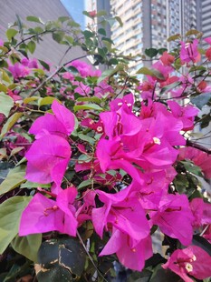 艳丽三角梅绽放于城市中