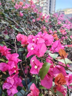 娇艳三角梅绽放