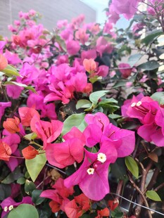 艳丽三角梅绽放