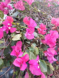 艳丽三角梅绽放