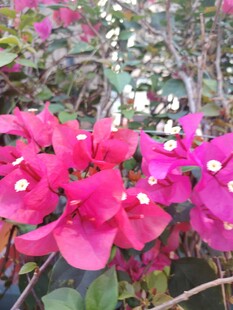 娇艳三角梅绽放