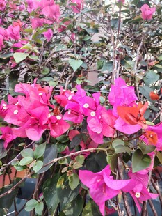 娇艳三角梅绽放