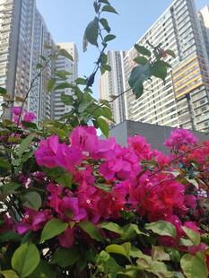 城市中绽放的艳丽三角梅