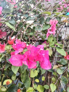 娇艳三角梅绽放生机