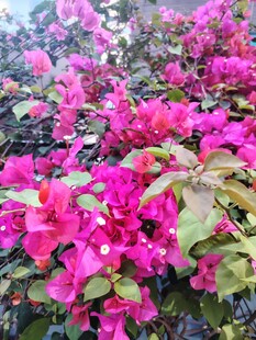 艳丽三角梅绽放