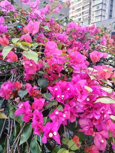 艳丽三角梅绽放